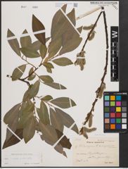 Foto von Salix cinerea L. x Salix viminalis L.